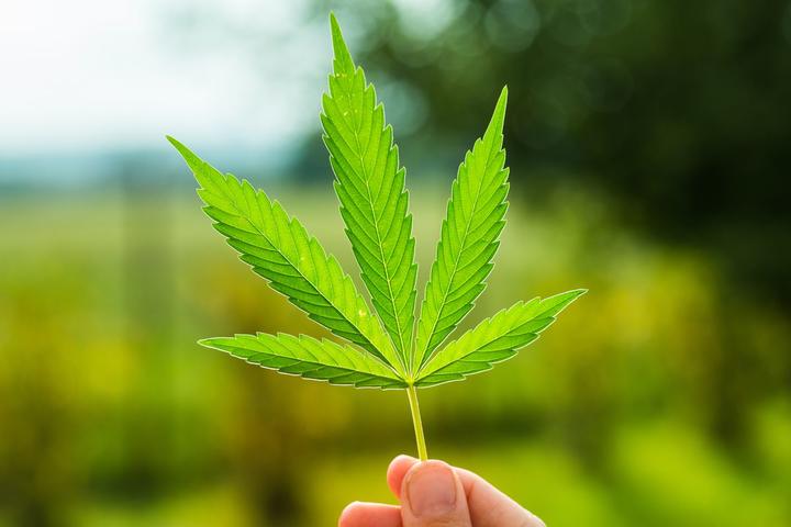 Legalization of Cannabis 