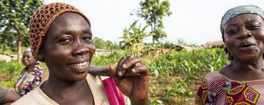 Agricultural sector in Cameroon extra small