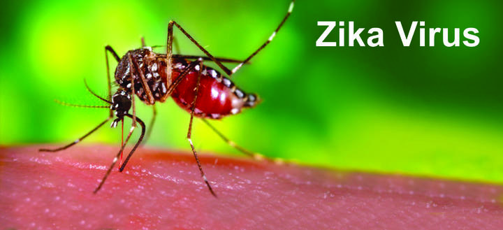Epidemiological Disease: Zika Virus small
